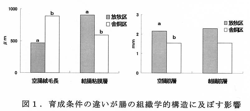 図1 育成条件の違いが腸の組織学的構造に及ぼす影響
