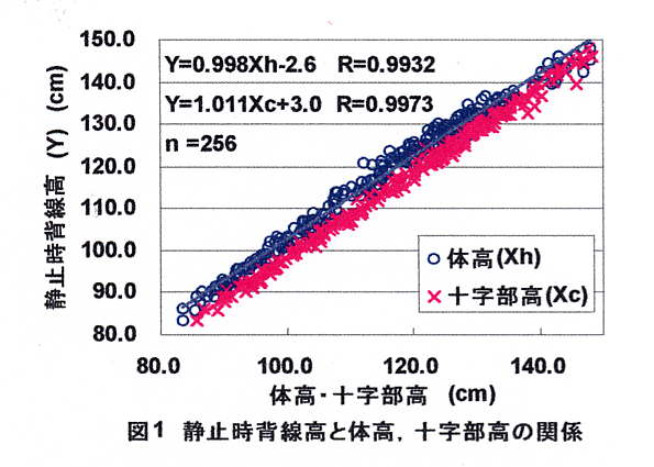 図1 静止時背線高と体高、十字部高の関係