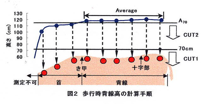 図2 歩行時背線高の計算手順