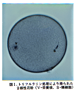 図1 トリフルラリン処理により得られた2核性花粉