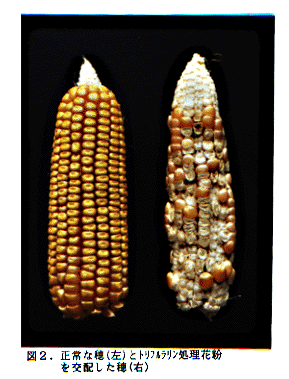 図2 正常な穂(左)とトリフルラリン処理花粉を交配した穂(右)