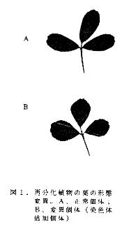 図1 再分化植物の葉の形態変異