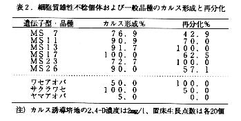 表2 細胞質雄性不稔個体および一般品種のカルス形成と再分化