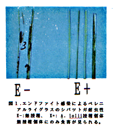 図1 エンドファイト感染によるペレニアルライグラスのシバツトガ耐虫性