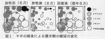 図1 ヤギの採食による灌木類の樹冠の変化