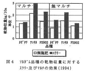 図4.ソルガム品種の乾物収量に対するスラリー及びマルチの効果