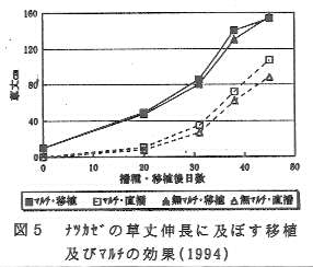 図5.ナツカゼの草丈伸長に及ぼす移植及びマルチの効果