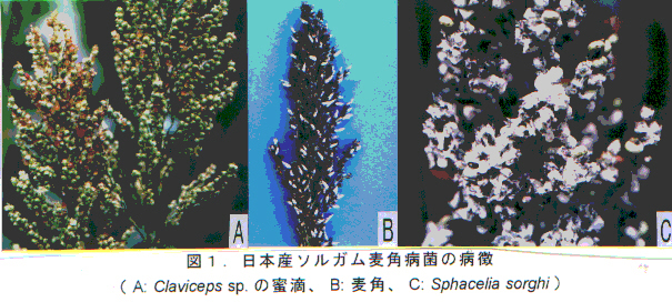 図1.日本産ソルガム麦角病菌の病徴