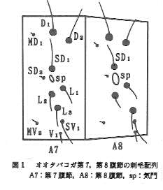 図1.オオタバコガ第7、第8腹節の刺毛配列