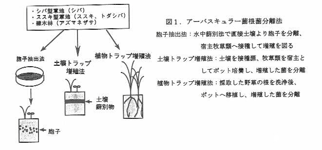 図1.アーバスキュラー菌根菌分離法