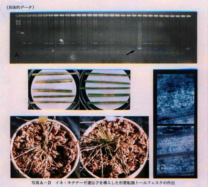 写真A-D イネ・キチナーゼ遺伝子を導入した形質転換トールフェスクの作出