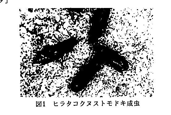 図1.ヒラタコクヌストモドキ成虫