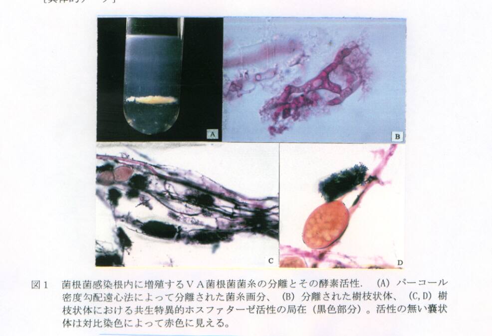 図1.菌根菌感染根内に増殖するVA菌根菌菌糸の分離とその酵素活性.