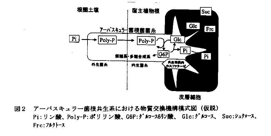 図2.アーバスキュラー菌根共生系における物質交換機構模式図