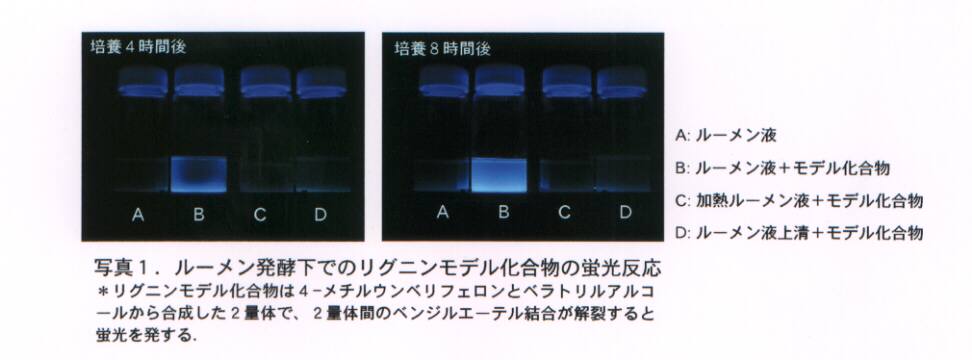 写真1.ルーメン発酵下でのリグニンモデル化合物の蛍光反応