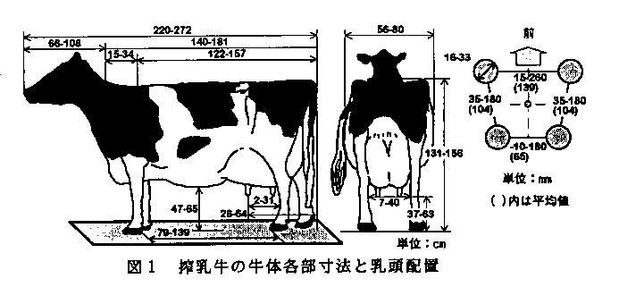 図1.搾乳牛の牛体各部寸法と乳頭配置