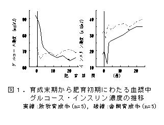 図1.育成末期から肥育初期にわたる血漿中グルコース・インスリン濃度の推移