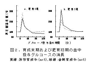 図2.育成末期および肥育初期の血中投与グルコースの消長