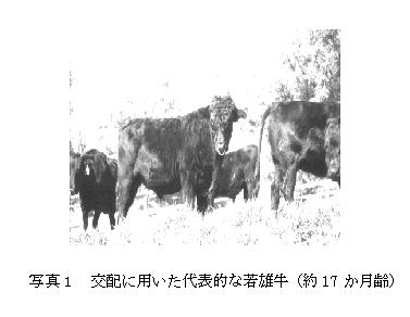 写真.交配に用いた代表的な若雄牛