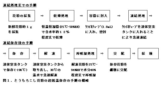 図1 トウモロコシ花粉の超低温保存の手順の概略