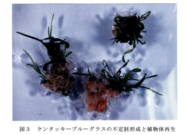 図3 ケンタッキーブルーグラスの不定胚形成と植物体再生