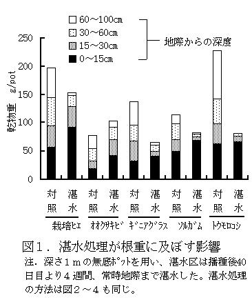 図1 湛水処理が根重に及ぼす影響