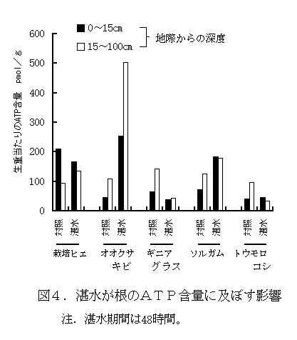 図4 湛水が根のATP含量に及ぼす影響