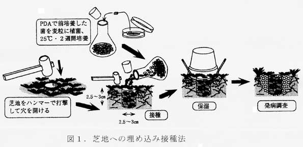 図1 芝地への埋め込み接種法