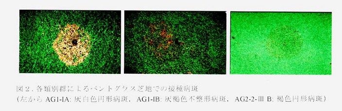 図2 各類別群によるベントグラス芝地での接種病斑