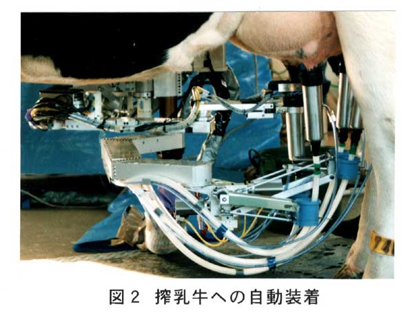 図2 搾乳牛への自動装着