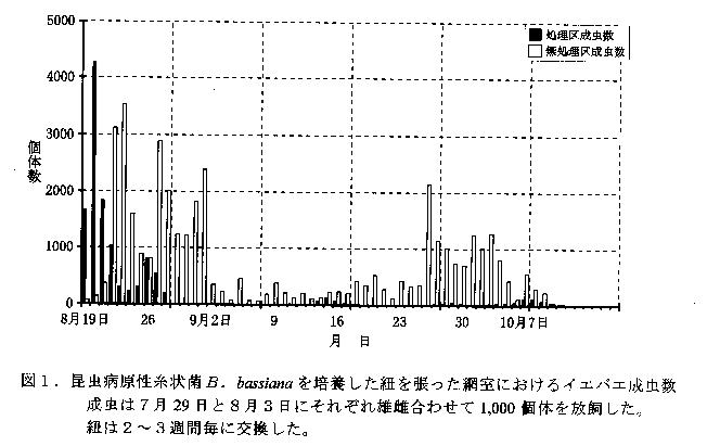 図1 昆虫病原性糸状菌B.bassianaを培養した紐を張った網室におけるイエバエ成虫数