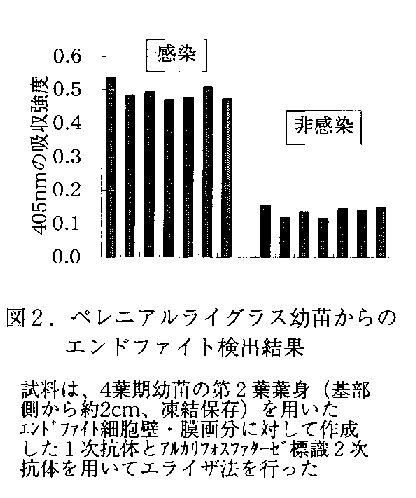 図2 ペレニアルライグラス幼苗からのエンドファイト検出結果