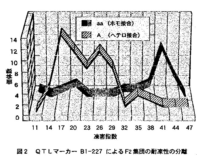 図2 QTLマーカーB1-227によるF2集団の耐凍性の分離