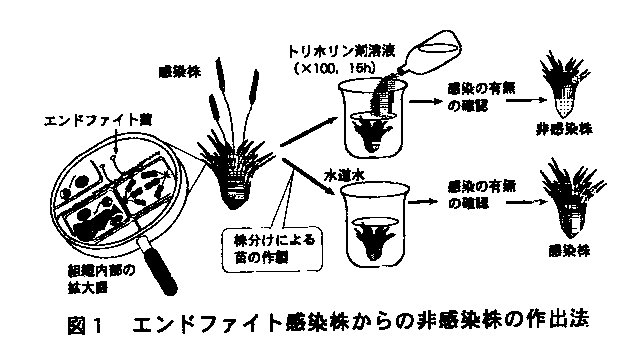 図1 エンドファイト感染株からの非感染株の作出法