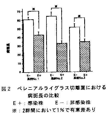 図2 ペレニアルライグラス切離葉における病斑長の比較