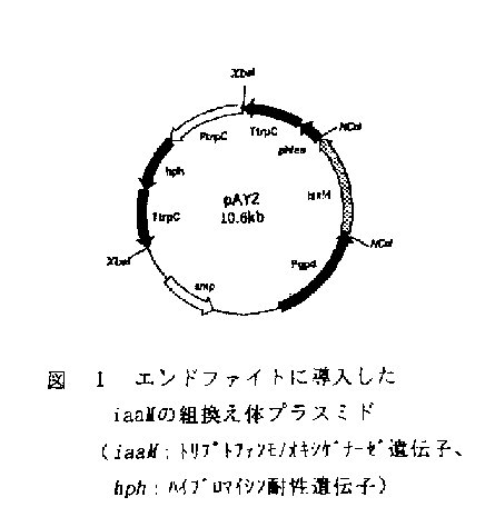 図1 エンドファイトに導入したiaaMの組替え体プラスミド