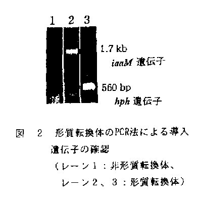 図2 形質転換体のPCR法による導入遺伝子の確認