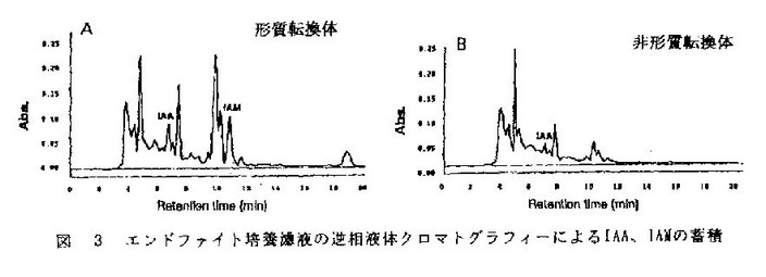 図3 エンドファイト培養濾液の逆相液体クロマトグラフィーによるIAA、IAMの蓄積