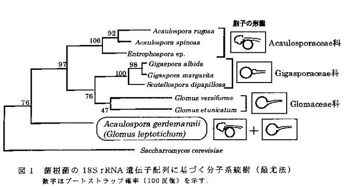 図1 菌根菌の18SrRNA遺伝子配列に基づく分子系統樹
