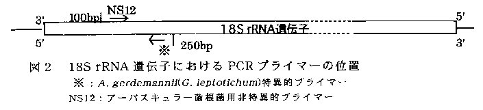 図2 18SrRNA遺伝子におけるPCRプライマーの位置