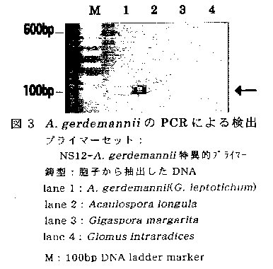 図3 A.gerdemanniiのPCRによる検出プライマーセット