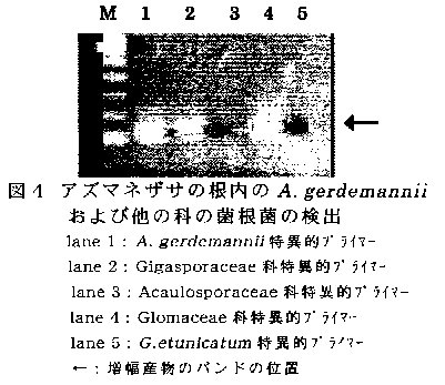 図4 アズマネザサの根内のA.gerdemanniiおよび他の科の菌根菌の検出