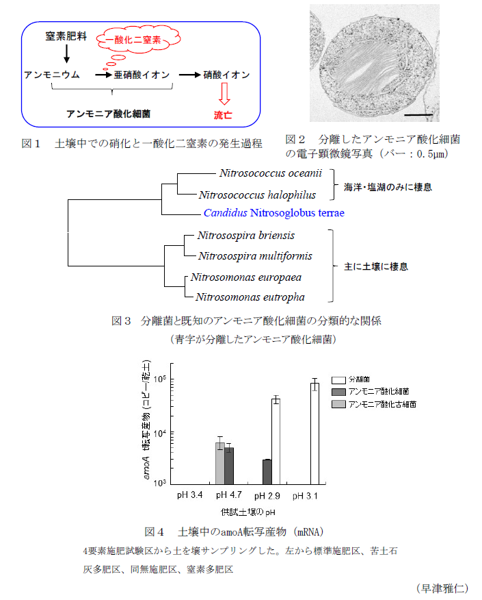 図1 土壌中での硝化と一酸化二窒素の発生過?図2 分離したアンモニア酸化細菌の電子顕微鏡写真(バー:0.5μm)?図3 分離菌と既知のアンモニア酸化細菌の分類的な関係(青字が分離したアンモニア酸化細菌)?図4 土壌中のamoA転写産物(mRNA)