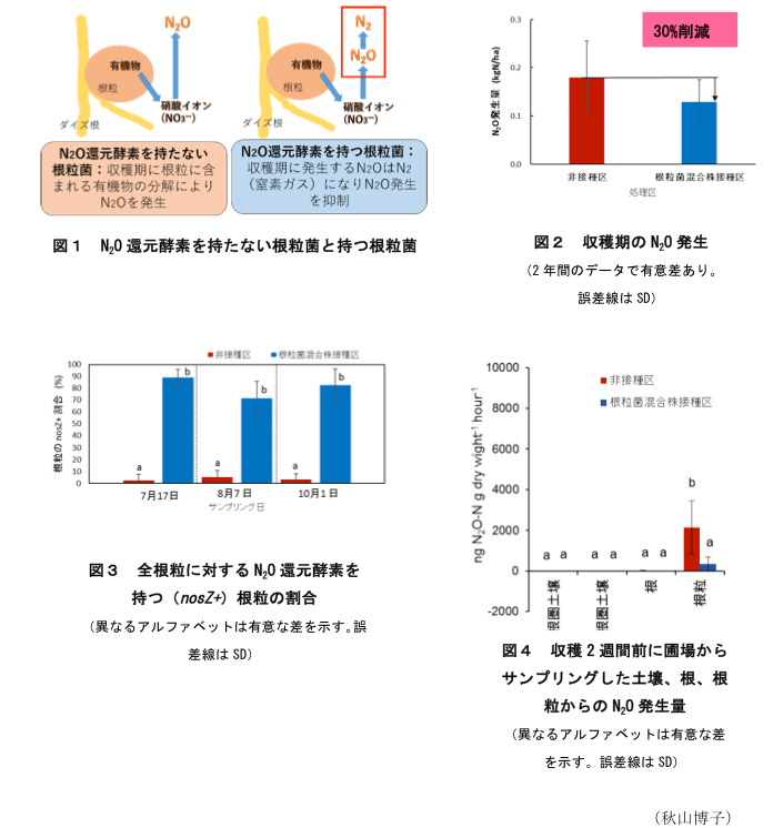 図1 N2O還元酵素を持たない根粒菌と持つ根粒菌?図2 収穫期のN2O発生?図3 全根粒に対するN2O還元酵素を持つ(nosZ+)根粒の割合?図4 収穫2週間前に圃場からサンプリングした土壌、根、根 粒からのN2O発生量