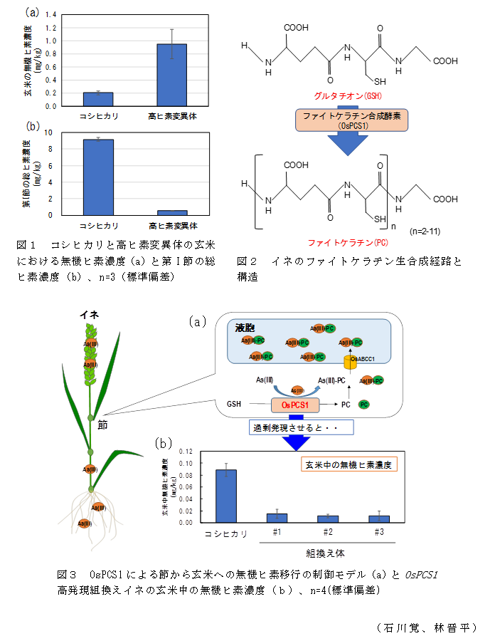 図1 コシヒカリと高ヒ素変異体の玄米における無機ヒ素濃度(a)と第I節の総ヒ素濃度(b)、n=3(標準偏差);図2 イネのファイトケラチン生合成経路と構造;図3 OsPCS1による節から玄米への無機ヒ素移行の制御モデル(a)とOsPCS1高発現組換えイネの玄米中の無機ヒ素濃度(b)、n=4(標準偏差)