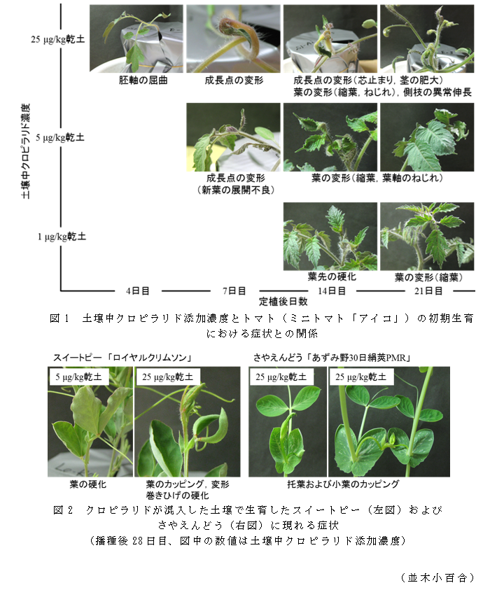 図1 土壌中クロピラリド添加濃度とトマト(ミニトマト「アイコ」)の初期生育における症状との関係;図2 クロピラリドが混入した土壌で生育したスイートピー(左図)およびさやえんどう(右図)に現れる症状