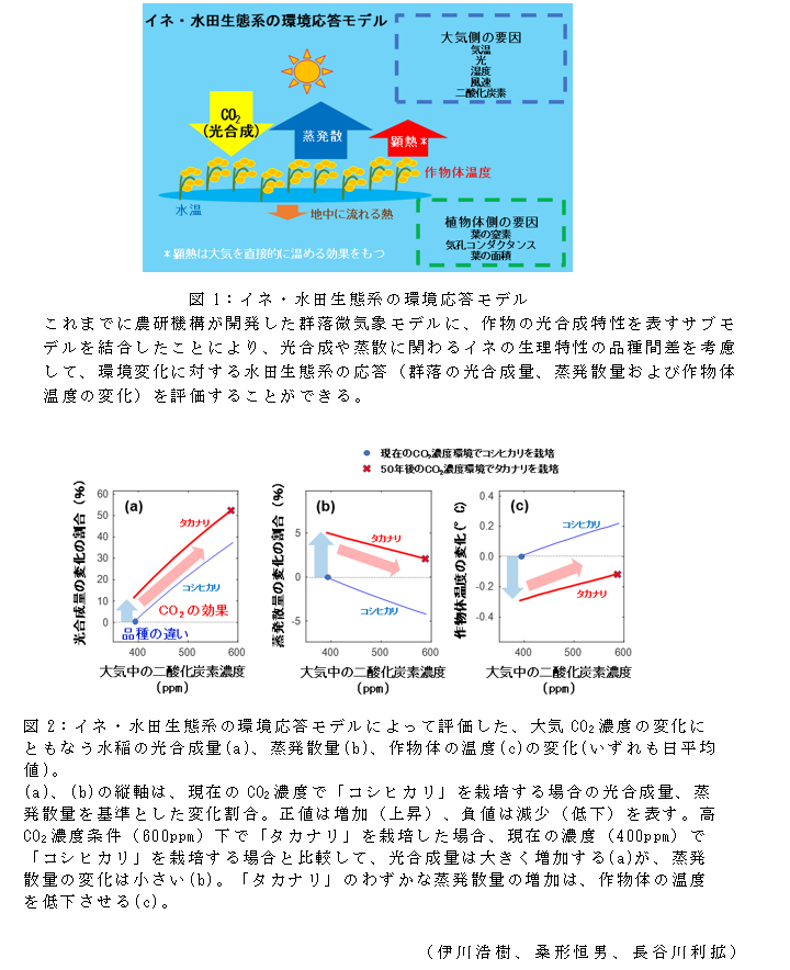 図1:イネ・水田生態系の環境応答モデル;図2:イネ・水田生態系の環境応答モデルによって評価した、大気CO2濃度の変化にともなう水稲の光合成量(a)、蒸発散量(b)、作物体の温度(c)の変化(いずれも日平均値)。