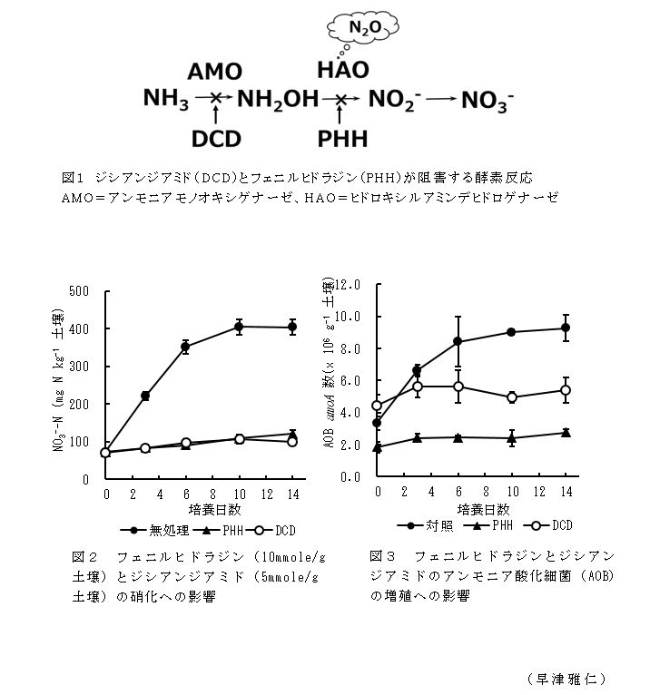 図1 ジシアンジアミド(DCD)とフェニルヒドラジン(PHH)が阻害する酵素反応;図2 フェニルヒドラジン(10mmole/g土壌)とジシアンジアミド(5mmole/g土壌)の硝化への影響;図3 フェニルヒドラジンとジシアンジアミドのアンモニア酸化細菌(AOB)の増殖への影響
