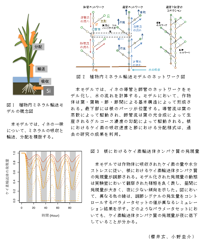 図1 植物内ミネラル輸送モデルの概念図;図2 植物内ミネラル輸送モデルのネットワーク図;図3 根におけるケイ素輸送体タンパク質の発現量