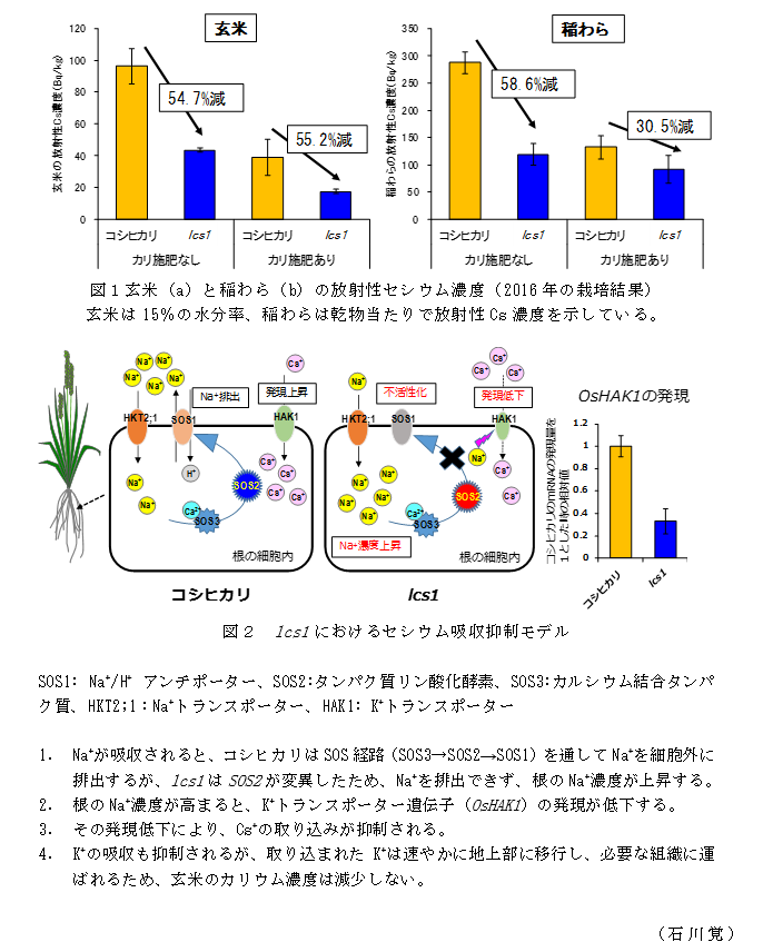 図1玄米(a)と稲わら(b)の放射性セシウム濃度(2016年の栽培結果);図2 lcs1におけるセシウム吸収抑制モデル